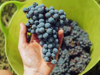 Saignée ou assemblage, les deux façons de faire un champagne rosé Saignée ou assemblage, les deux façons de faire un champagne rosé