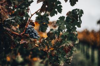 Grappes de pinot noir et de chardonnay dans un vignoble champenois