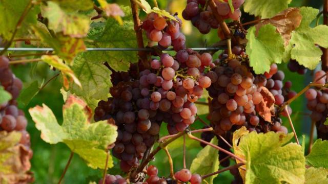 Grappes de pinot noir et de chardonnay dans un vignoble champenois