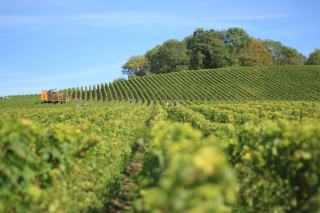 Champagne ou crémant rosé, ce qui change en bouche