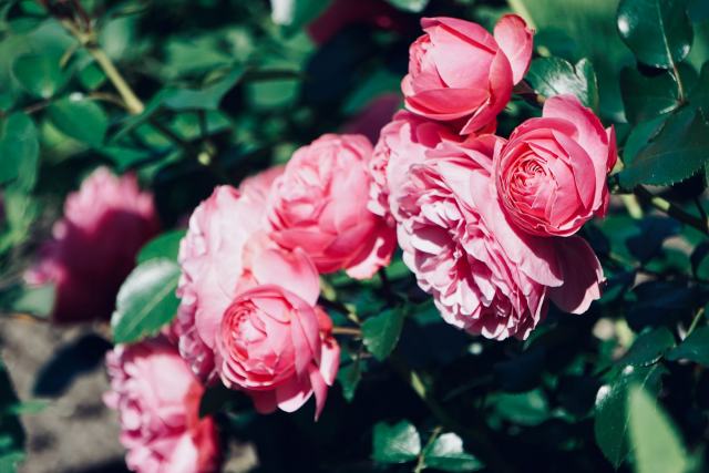 Le champagne rosé, de la vinification au verre
